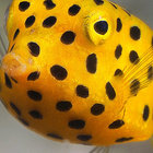 spottyboxfish thumbnail
