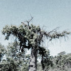 Australopithecus thumbnail