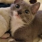 Kris Servilla thumbnail