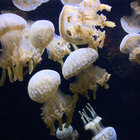 Ripping Death B/W Riddle of Steel | Zig Zags