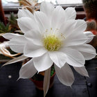 SpikyCactus thumbnail