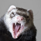 FuriousFerret thumbnail