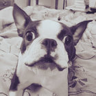 Roz thumbnail