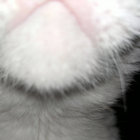 Haile Selassie thumbnail