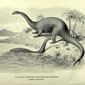 Brontosaurus image