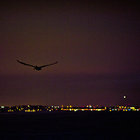 dettonation thumbnail