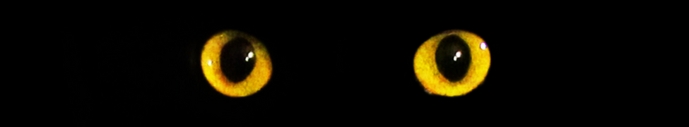 Chameleon Colored Eyes The Adam Price Group Chameleon Colored Eyes The Adam Price Group