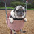 wisestpug thumbnail