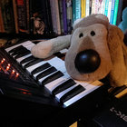 floppy_lion thumbnail