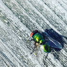 Jörgen Björklund thumbnail