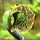 strangespiral thumbnail