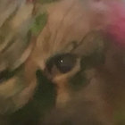 Peter B Kossen thumbnail