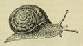 Gastropoda image