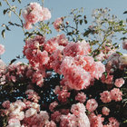 Exalla Rose thumbnail