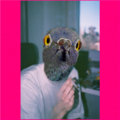 Pigeon photo