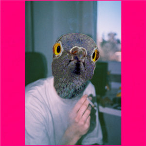 Pigeon — Photo