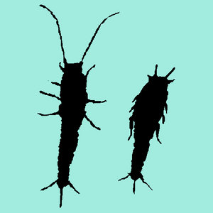 The Silverfish