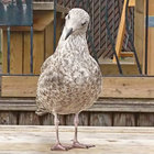 Mark Dyer thumbnail