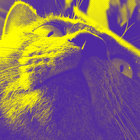 oh no sun thumbnail