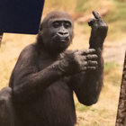 Paul thumbnail