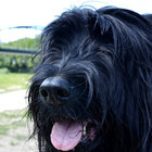 bellerob thumbnail