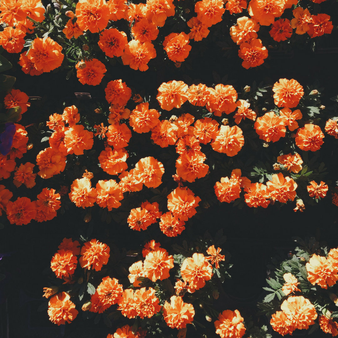 Wallflower Young Futura