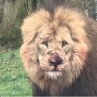 Scar thumbnail