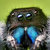 callmesalticidae thumbnail