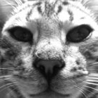 Kris Geist thumbnail