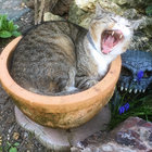 crazykat thumbnail