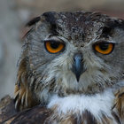 Just Neighbors Just Neighbors