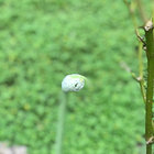 Steric Entropy thumbnail