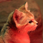 Anne thumbnail