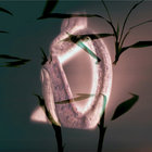 Roi  thumbnail