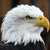 eagle14 thumbnail