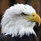 eagle14 thumbnail