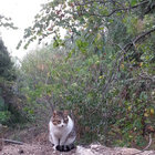 Shahar thumbnail