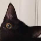 saela thumbnail