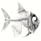 loeslicherfisch thumbnail