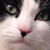 catapocalypse thumbnail