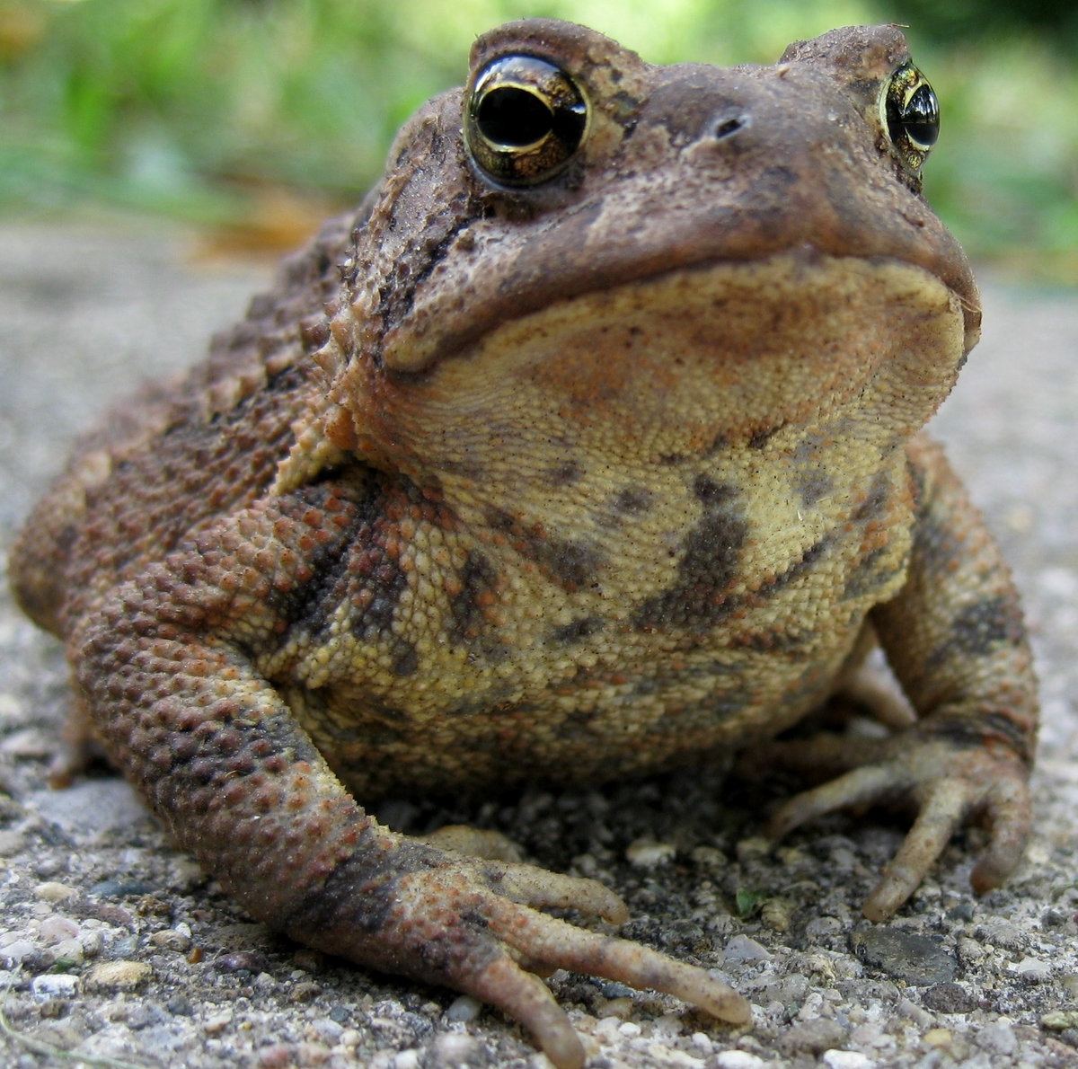 Alternative Rock for Alternative Facts BunchBacked Toads