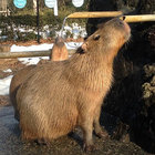 happy capy thumbnail