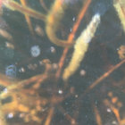 mattholamieux thumbnail