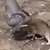 Rat V. Pigeon thumbnail