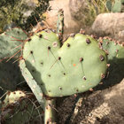 Branch thumbnail