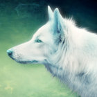 meatwolf thumbnail