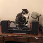 Lucipurr thumbnail