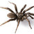 spider11255 thumbnail