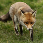 drachenfuchs thumbnail