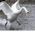 Svaneskrik thumbnail
